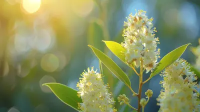 Eucalyptus Oil Breathing Better From The Inside Out
