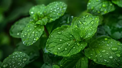 Peppermint Oil: Natural Relief for Digestive Distress