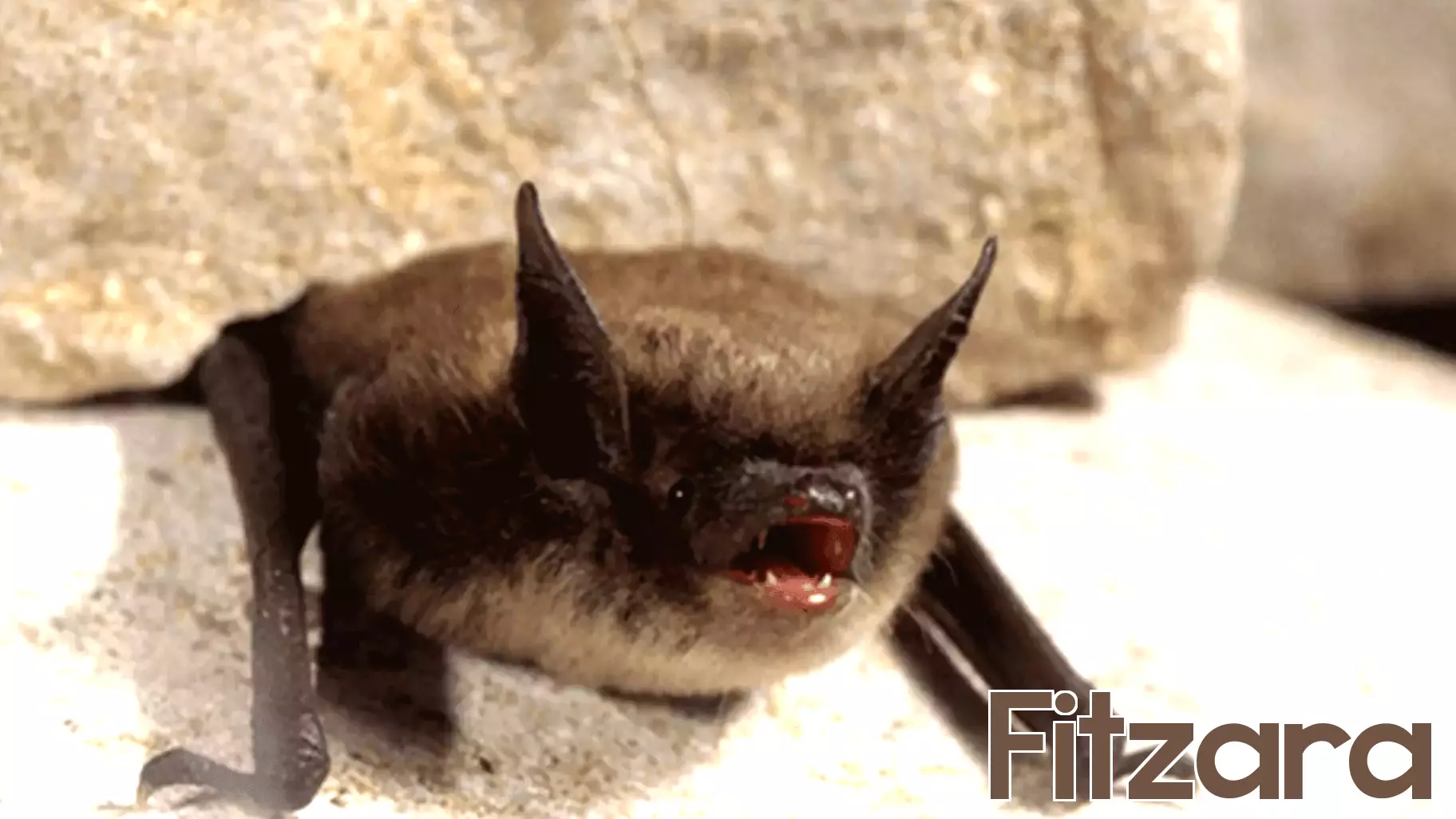 3 receiving preventive treatment after exposure to rabid bat in Snohomish County home