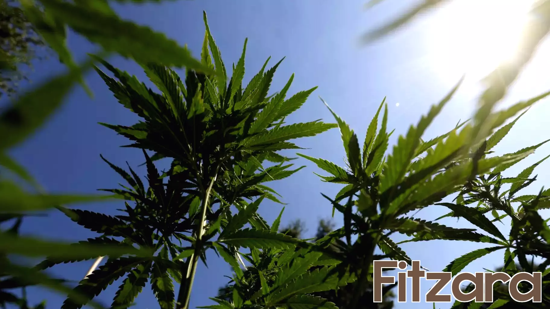 A huge study finds a link between cannabis use in teens and psychosis later