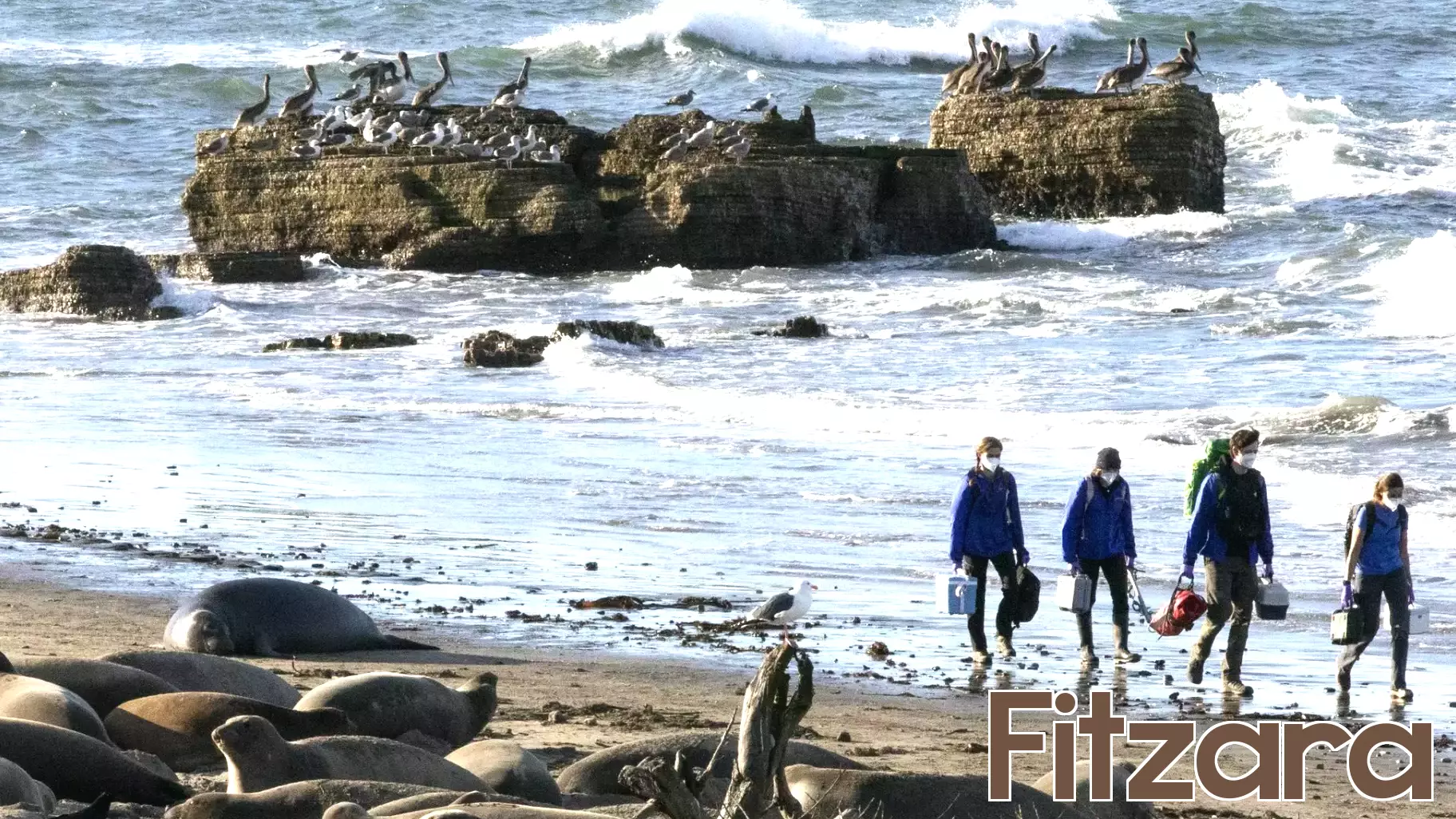 California warns public to avoid sick seals after bird flu