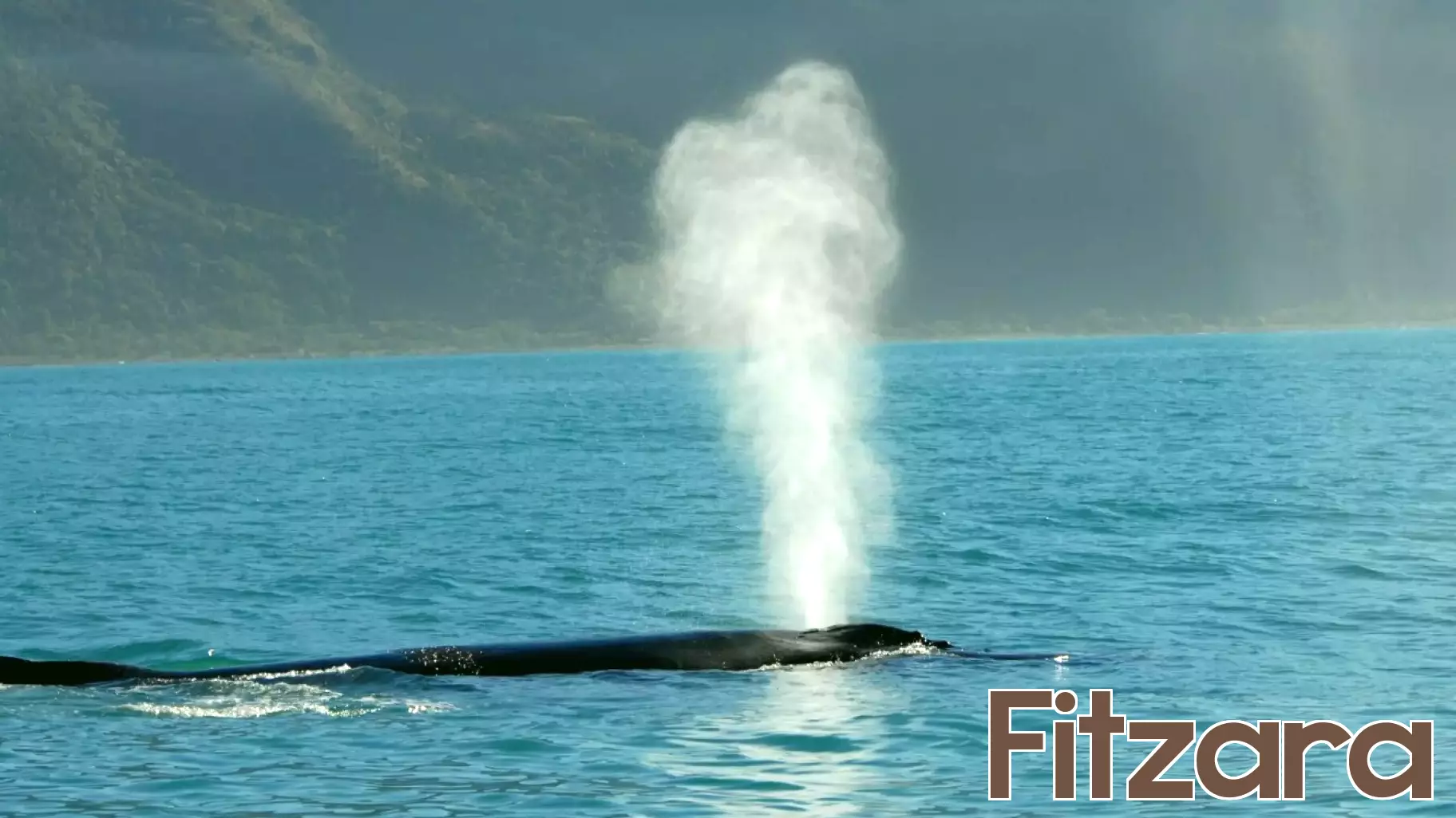 Drones Capture Whale Breaths to Enhance Marine Health Research