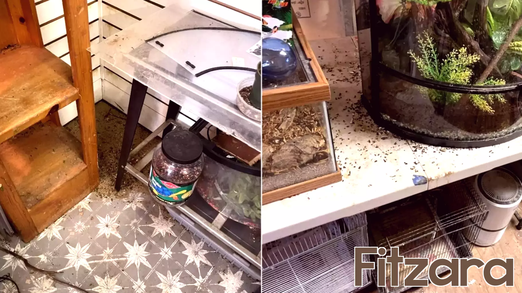 Former Supervisor's Pet Store Cited for Health Code Violations