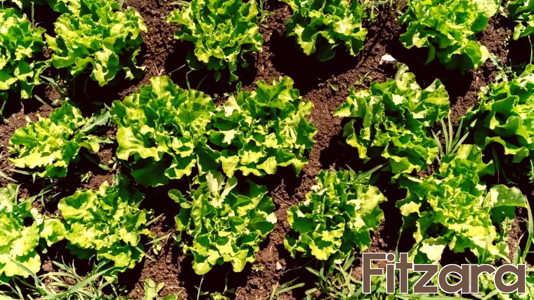 Mystery of Cyclospora Outbreaks Deepens Amid Rising Cases