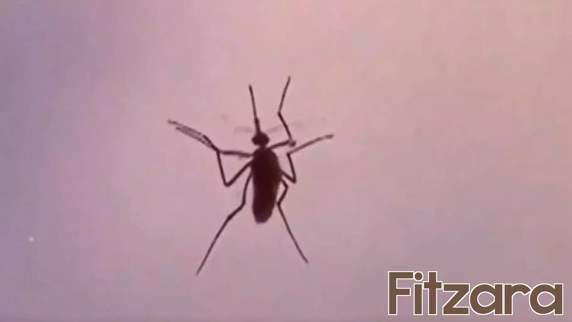 Rise in Eastern Equine Encephalitis Virus Detected in Local Mosquitoes