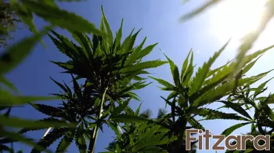 A huge study finds a link between cannabis use in teens and psychosis later