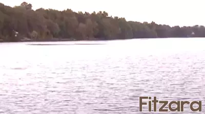Health officials issue warning after dog dies following swim in Stoughton pond - Boston News, Weather, Sports