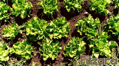Mystery of Cyclospora Outbreaks Deepens Amid Rising Cases
