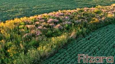 Prairie Strips: A Quick Solution for Enhancing Soil Health