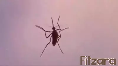 Rise in Eastern Equine Encephalitis Virus Detected in Local Mosquitoes