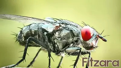 The dirty truth about houseflies and their health risks