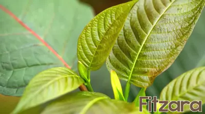 The Ongoing Debate Over Kratom and 7-OH Products