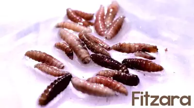 Uncommon New World Screwworm Case Detected in Maryland After International Travel