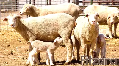 When Farm Animals Get Sick, Human Health Is Often Next
